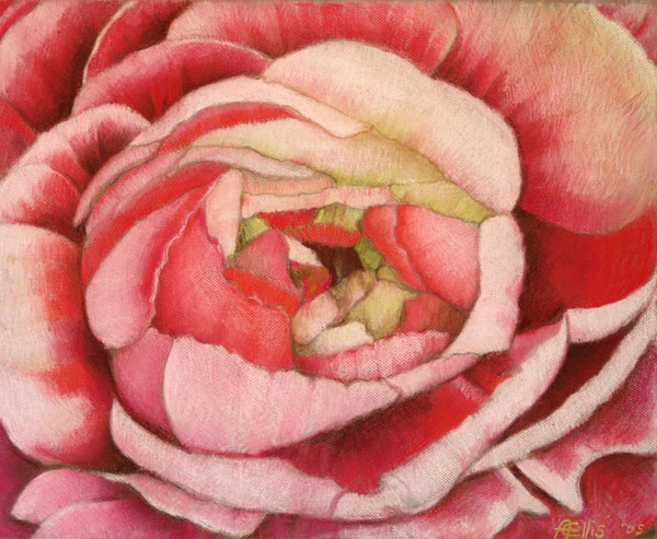 Pink Rose I
