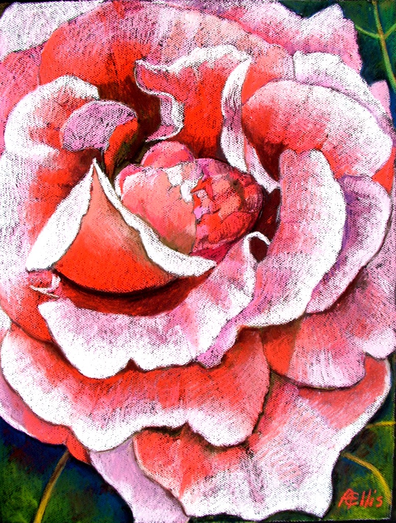 Coral and Lilac Rose