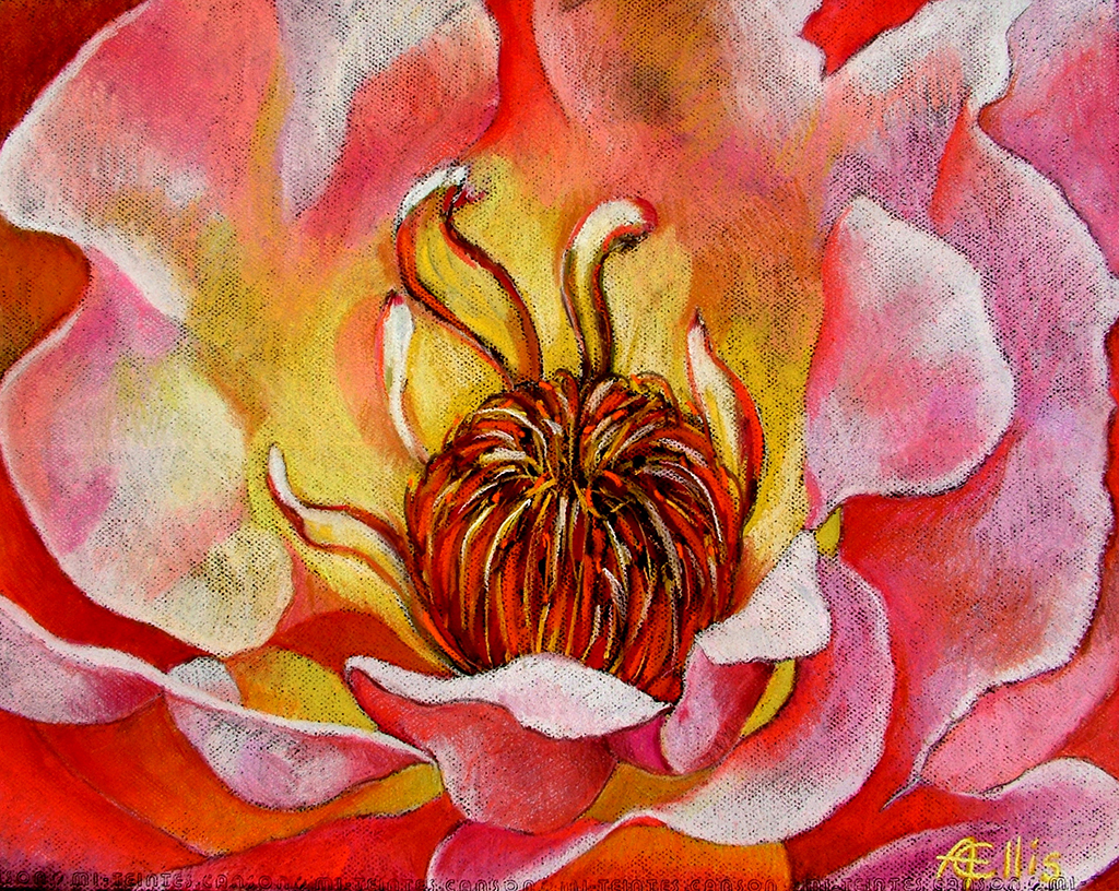 Yellow and Pink Rose